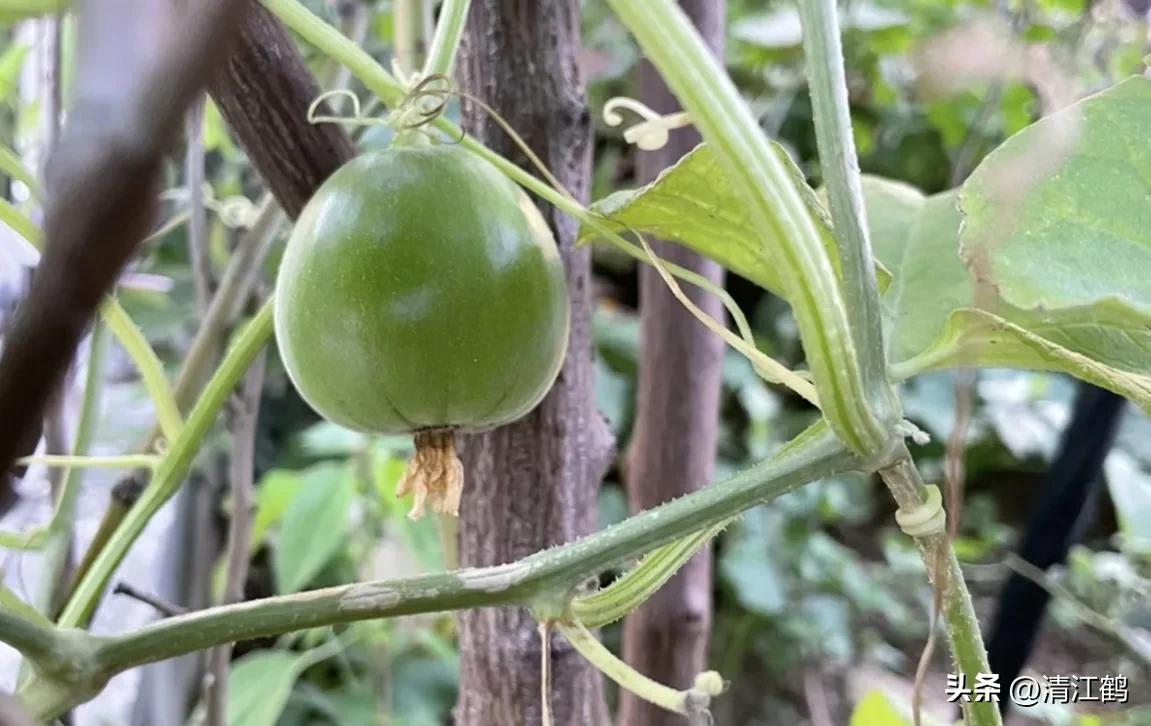 有什么好吃的甜瓜品种适合种植,适合南方种植的黄色厚皮甜瓜品种