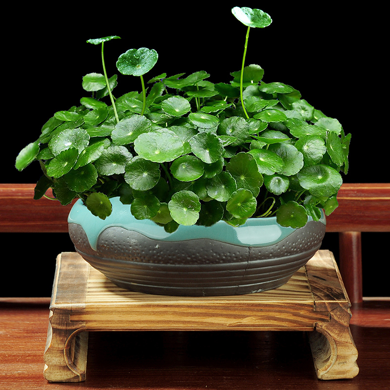 治愈系盆栽绿植推荐,室内小型绿植花卉推荐品种