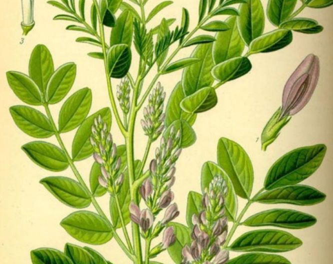 钂欒嵂鐨勭壒鐐瑰強鍔熸晥,钂欒嵂鐨勭壒鐐瑰拰鍔熸晥