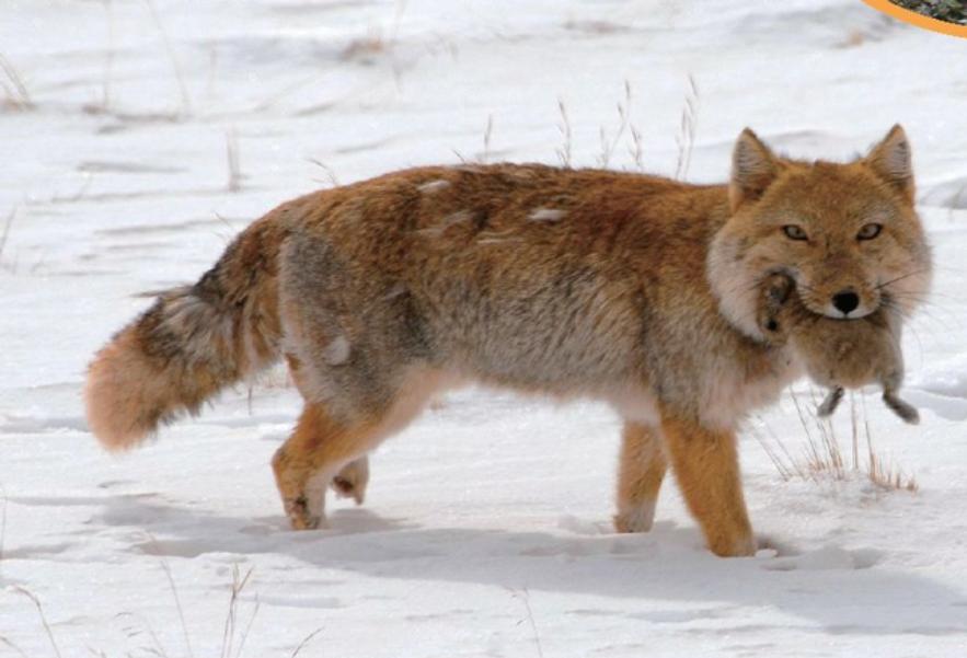 高原鼠兔是易危还是濒危,高原鼠兔到底有多可怕