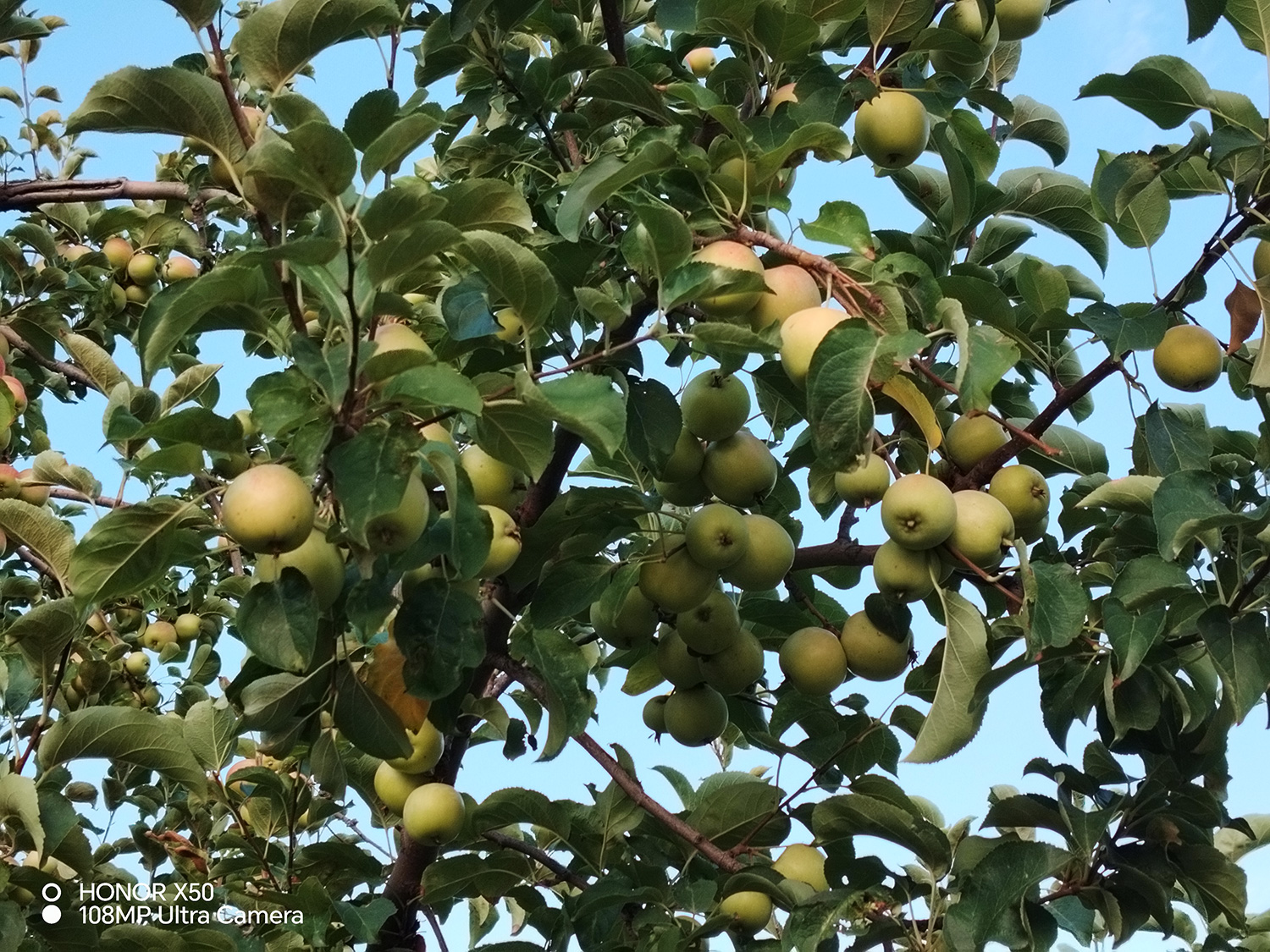 荣耀x50录像自拍镜像,荣耀x50拍照有潜望式长焦吗