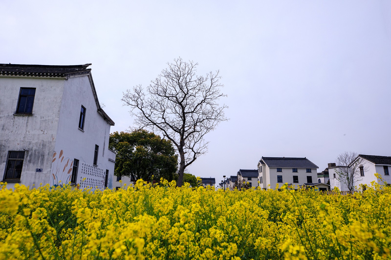 沙家浜景区诗句,沙家浜芦荡在什么地方