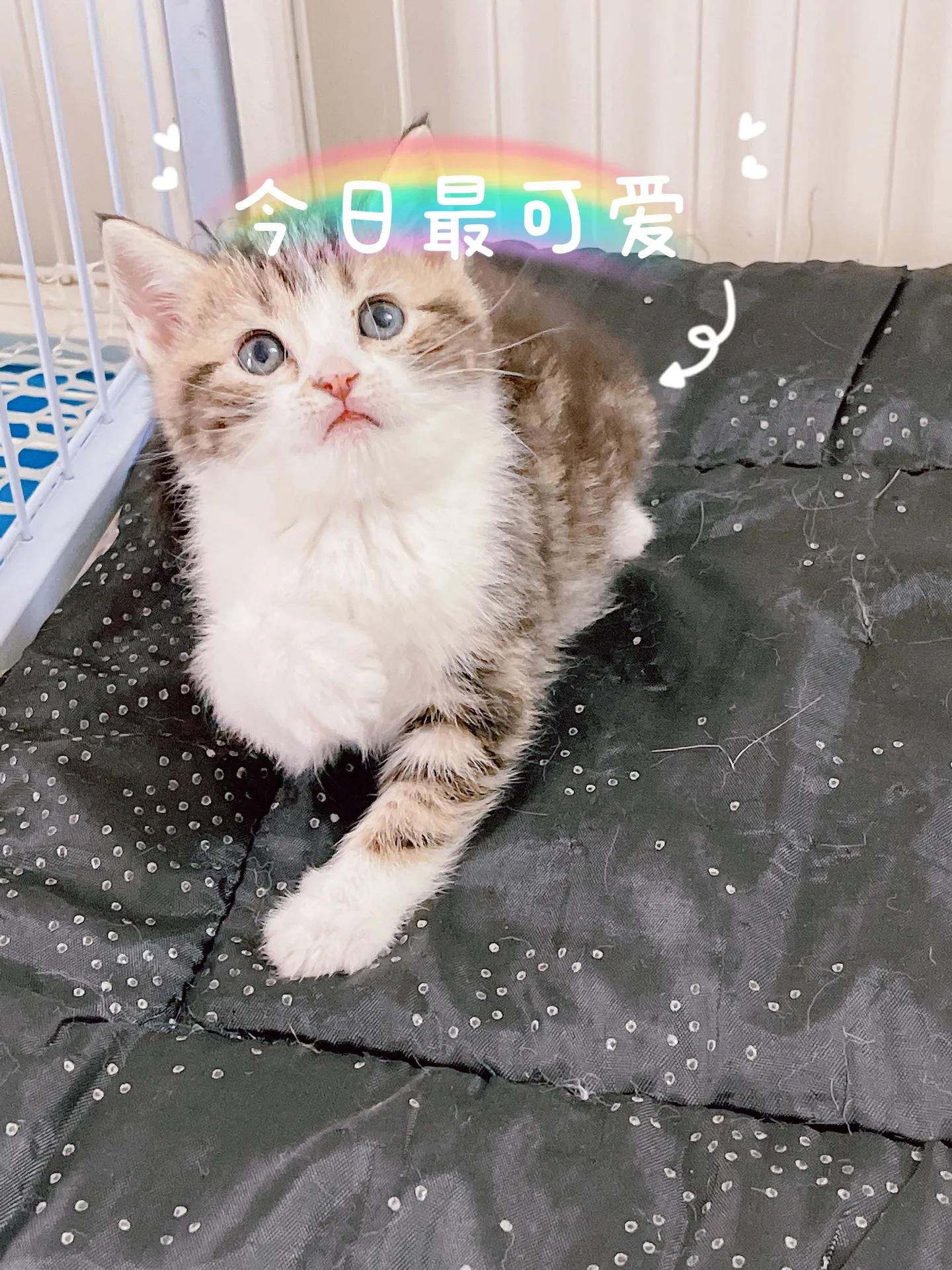 预防猫瘟最有效的方法,怎么可以避免猫瘟