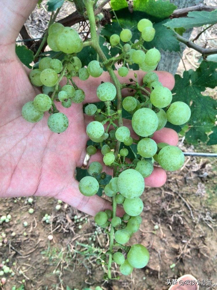 提高葡萄多次结果的两个有效方法,葡萄大小粒防治方法和补救措施