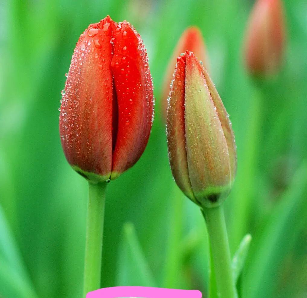 白色郁金香图片大全,郁金香图片大全大图唯美