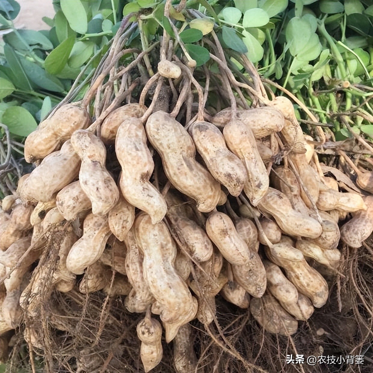 怎样解决花生空壳问题,花生空壳原因及防治方法