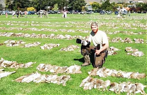 澳大利亚野兔为什么会泛滥成灾,澳大利亚的野兔为什么会泛滥成灾