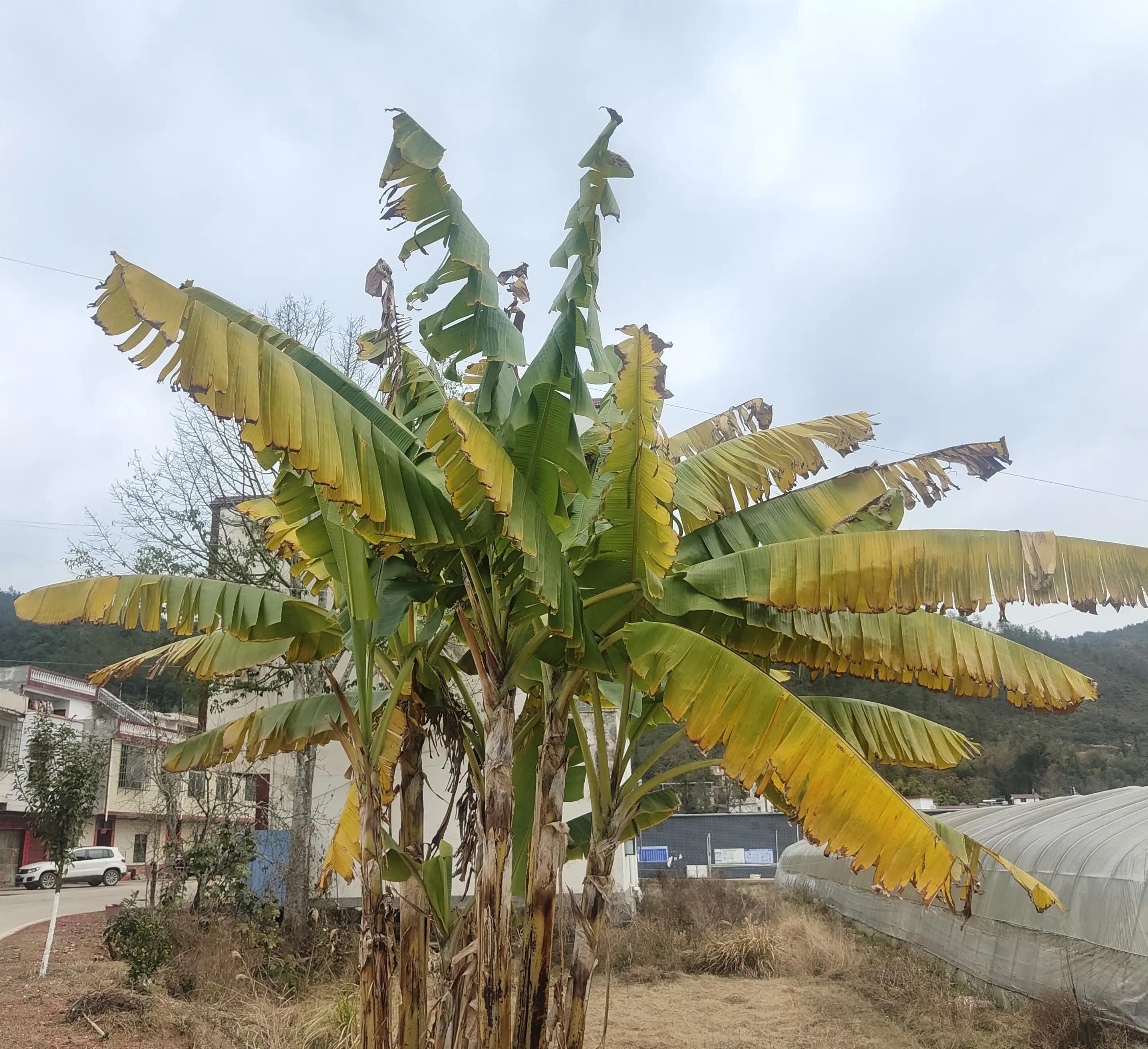一棵芭蕉树有多重,一棵芭蕉树视频