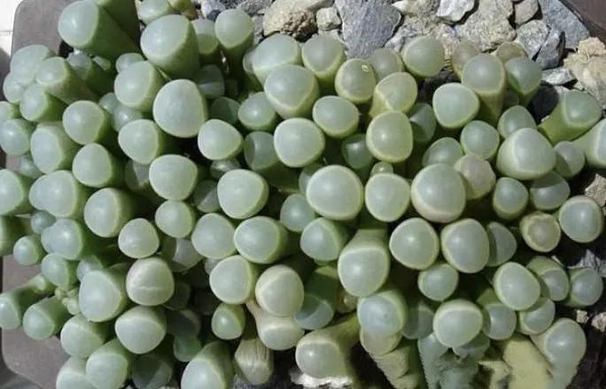 中国游客去非洲，想捡满地的“玉石”，却被导游极力劝阻