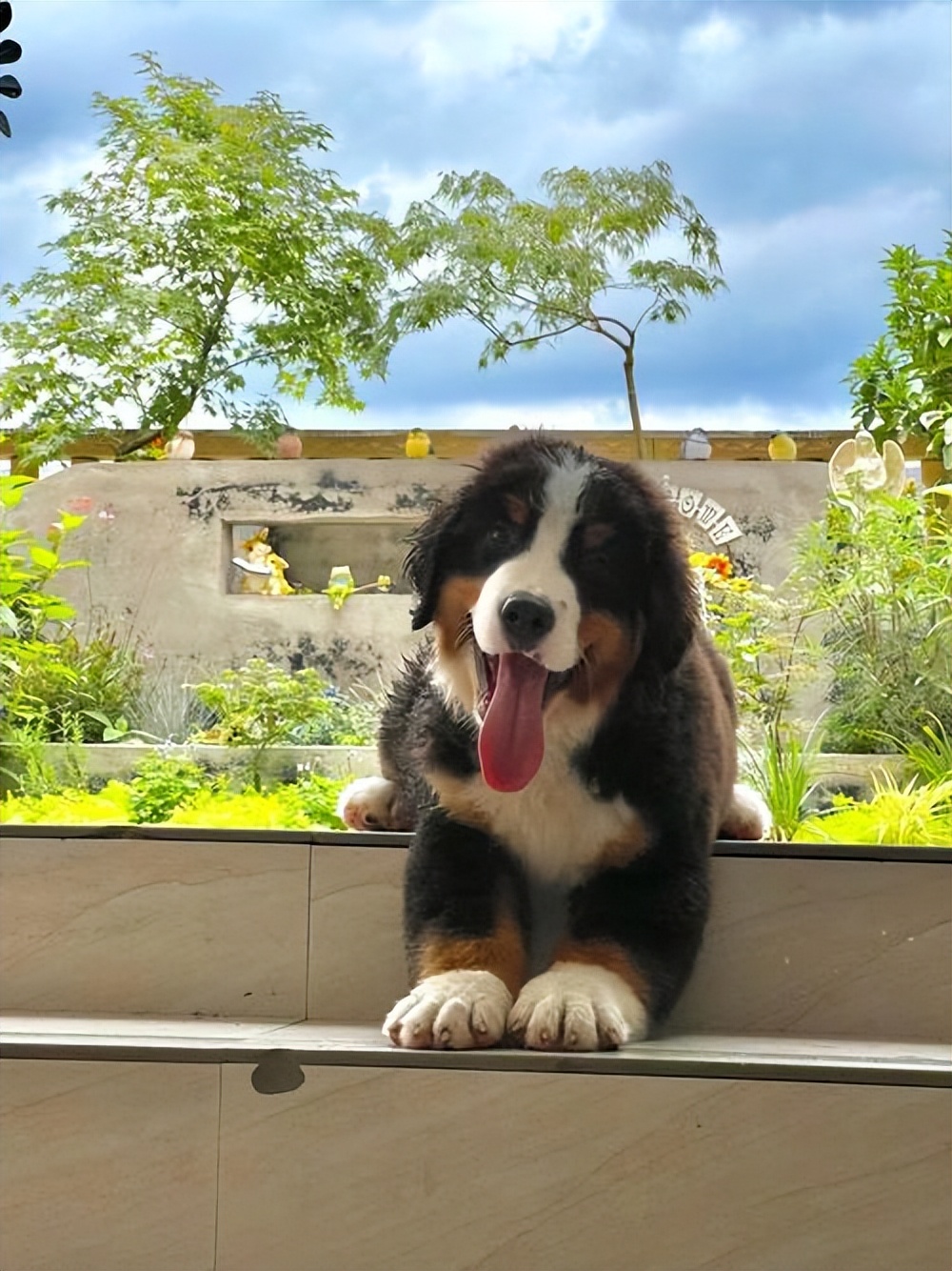 人工杂交寿命最短的狗,寿命短的狗有哪些表现