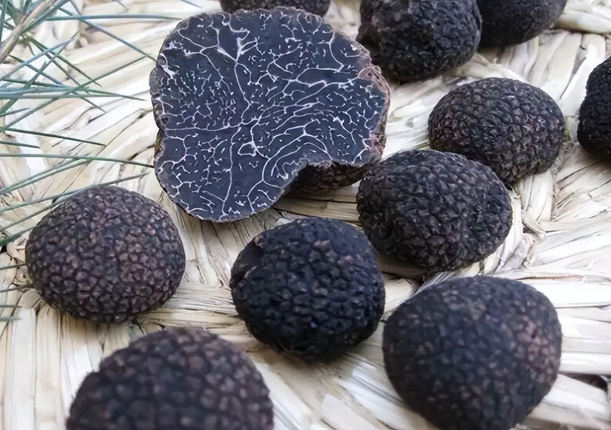 以前猪吃的菜叫什么,松露是顶级食物吗