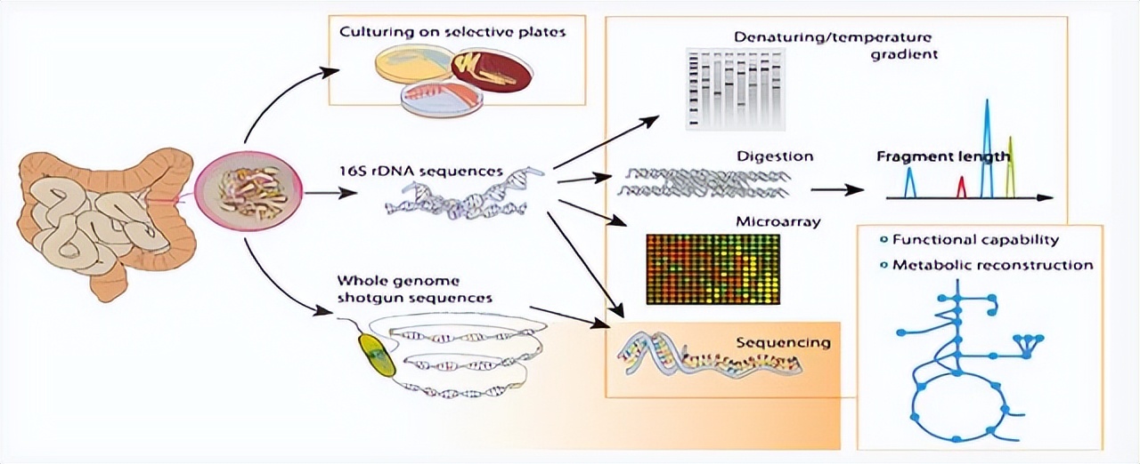 肠道菌群对糖尿病的影响,肠道有益菌对糖尿病的影响