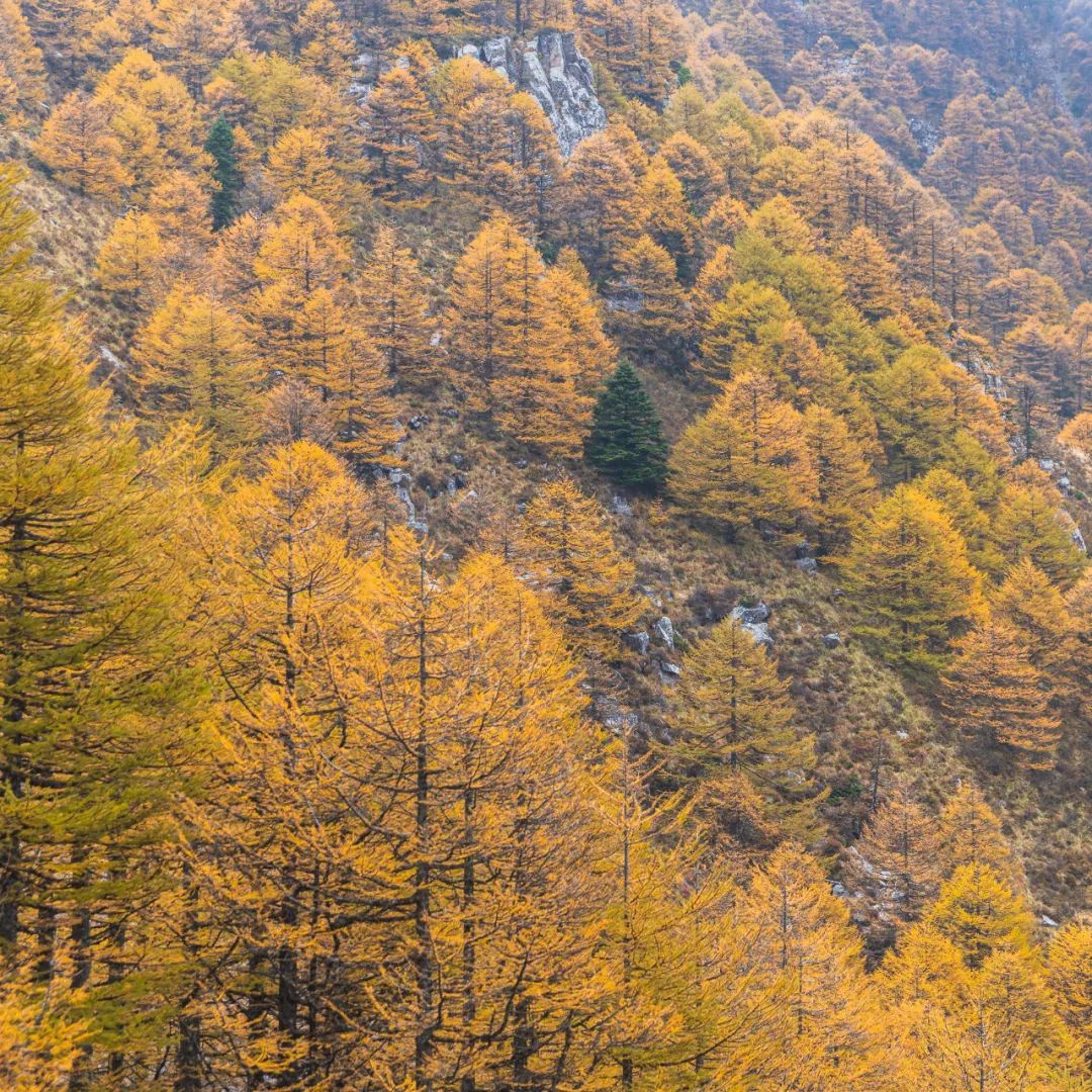 太白山是陕西最高点吗,秦岭最高峰太白山