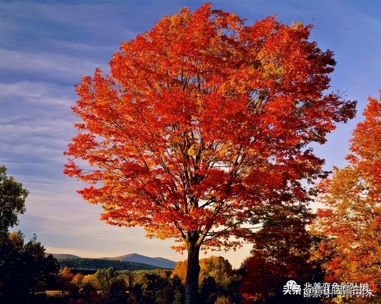 种啥树一亩竟赚10多万,一亩地种60棵树的株距和行距