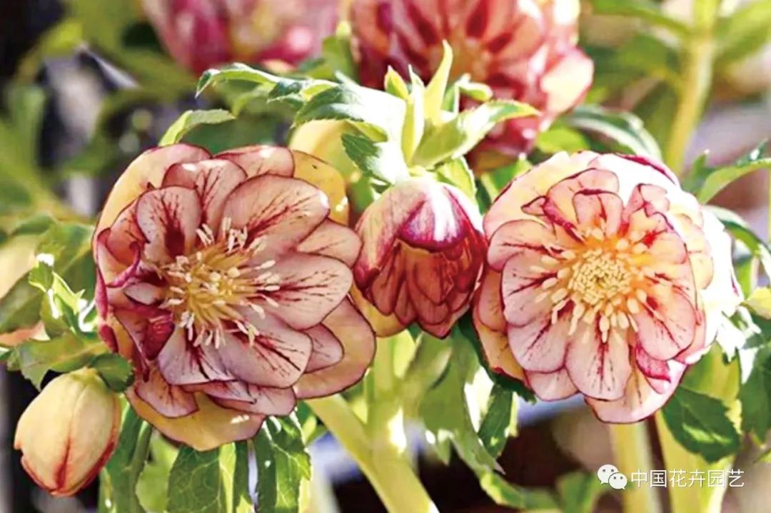 盆栽花卉行情,盆栽花卉市场2016行情分析