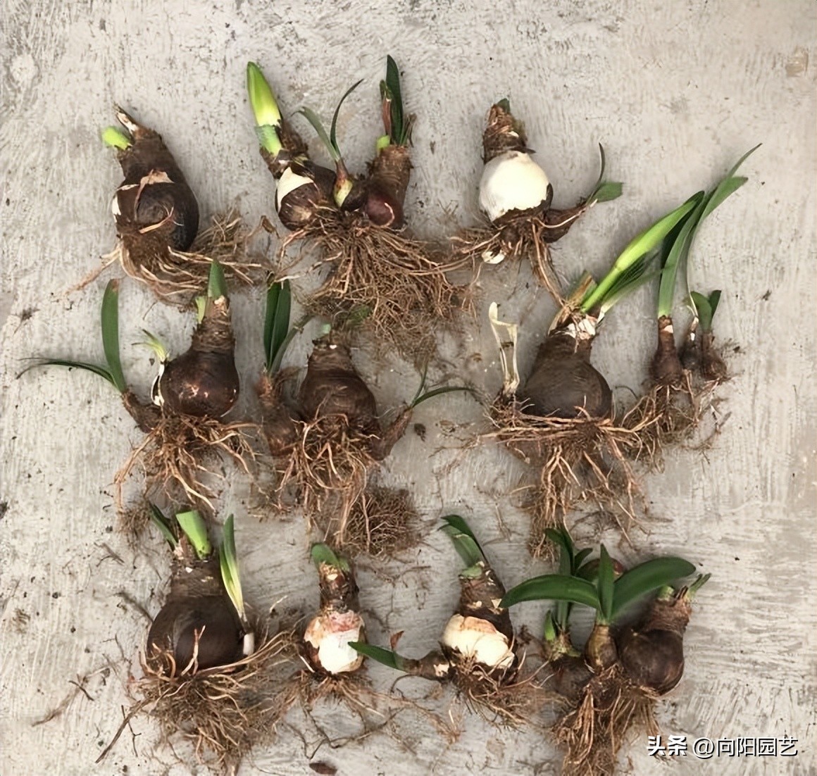 朱顶红刚出苗怎样养,朱顶红怎么养能出侧芽