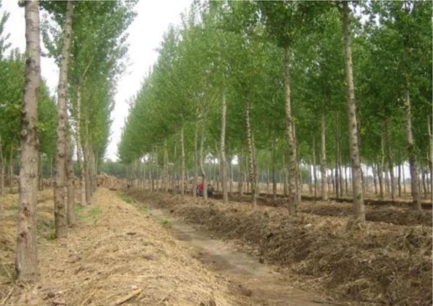 电蚯蚓危害真实案例,电蚯蚓出事故