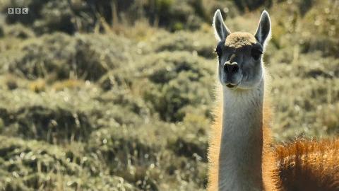 豆瓣评分甄嬛传,甄嬛传豆瓣深度分析