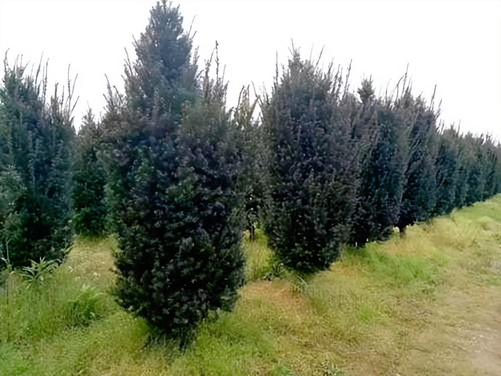 红豆杉暴跌,红豆杉滞销血本无归