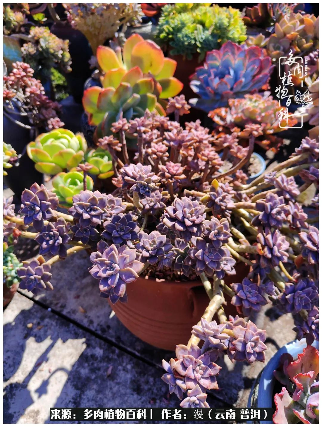 云南的冬天没有云！养肉七年，不谈得失，只论陪伴！