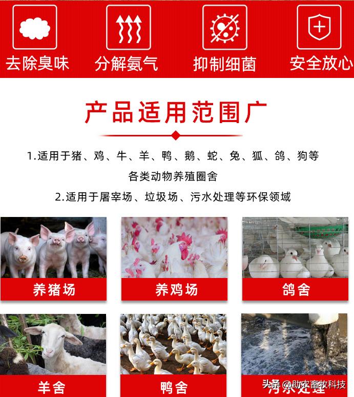 如何提高育肥羊经济效益,育肥猪养殖项目目的是什么