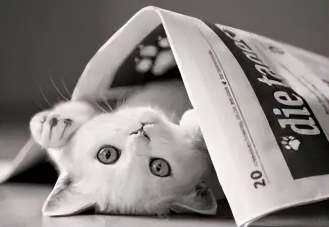 猫咪抑郁症最好的治疗方法,猫咪抑郁症自愈方法