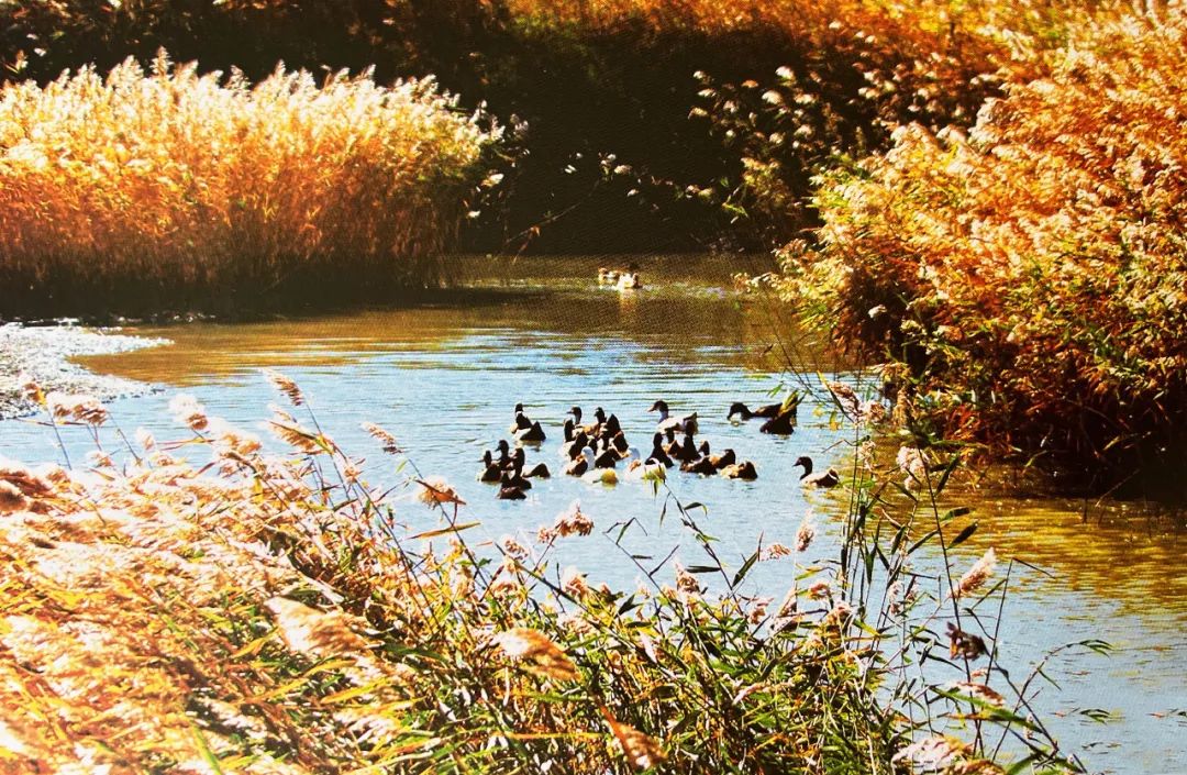 乡村产业发展的特征、规律和路径（深度阅读）