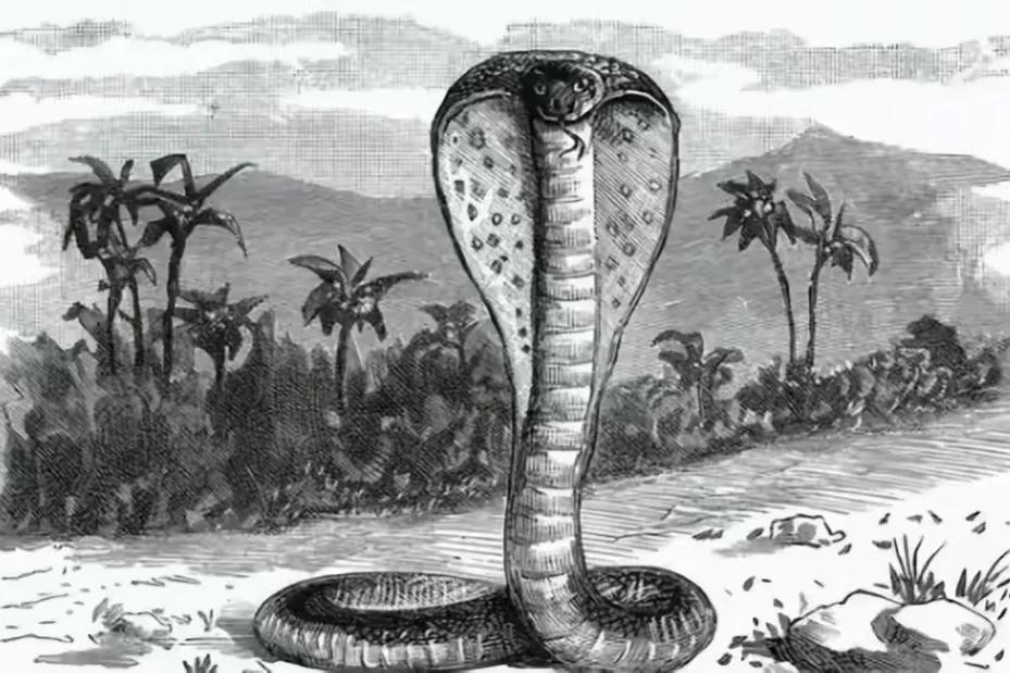 农村用雄黄粉驱蛇的正确方法,居家防蛇雄黄驱蛇的正确方法