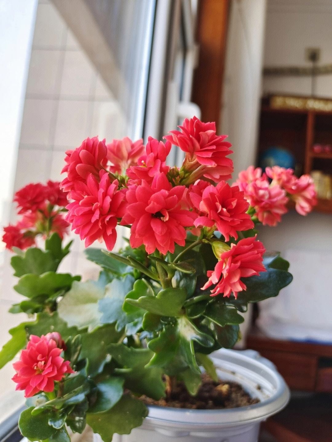 好运又吉利的花,夏季十大喜庆的花