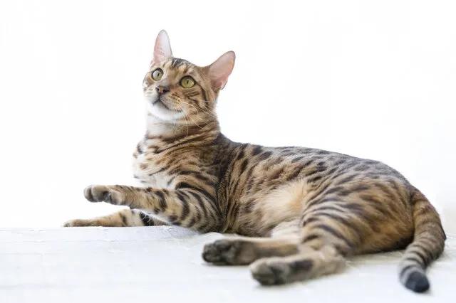 美短猫咪有几种品种,你了解的猫咪品种有几个