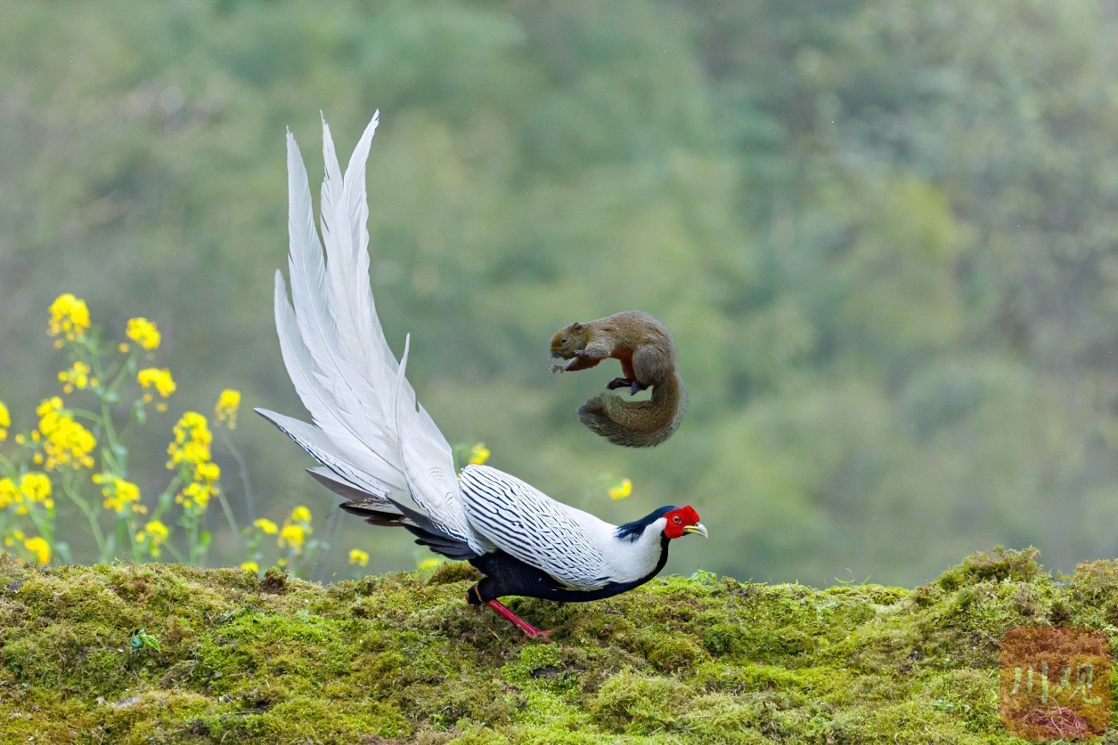 宜宾市屏山——鸟踏春色