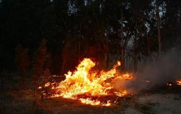 76岁农村大爷养鸡赚钱,小伙子在农村养鸡致富