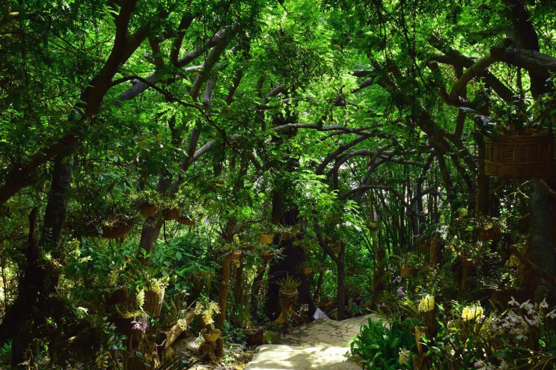 六郎城仙草秘境门票有几个景区,六郎城仙草秘境门票多少钱一个人