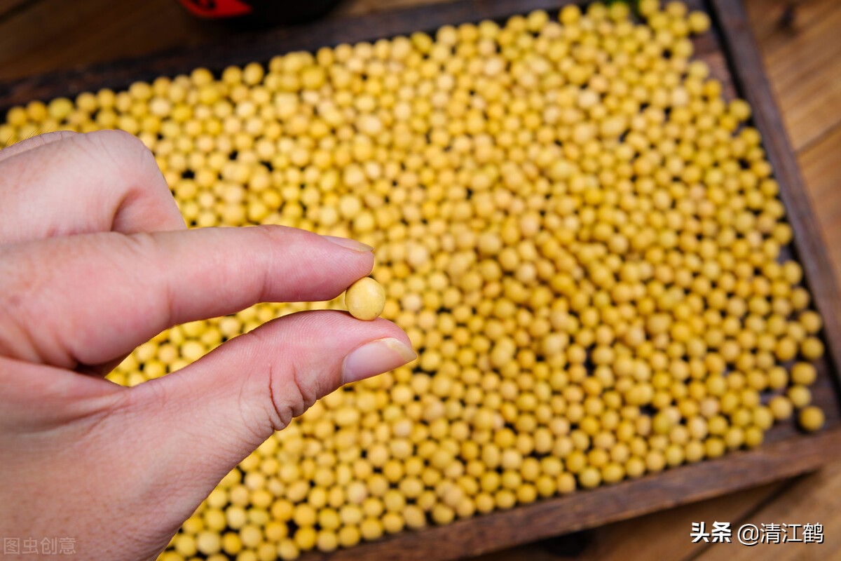 豆芽容易坏菜怎么办,豆芽生产常见问题解析