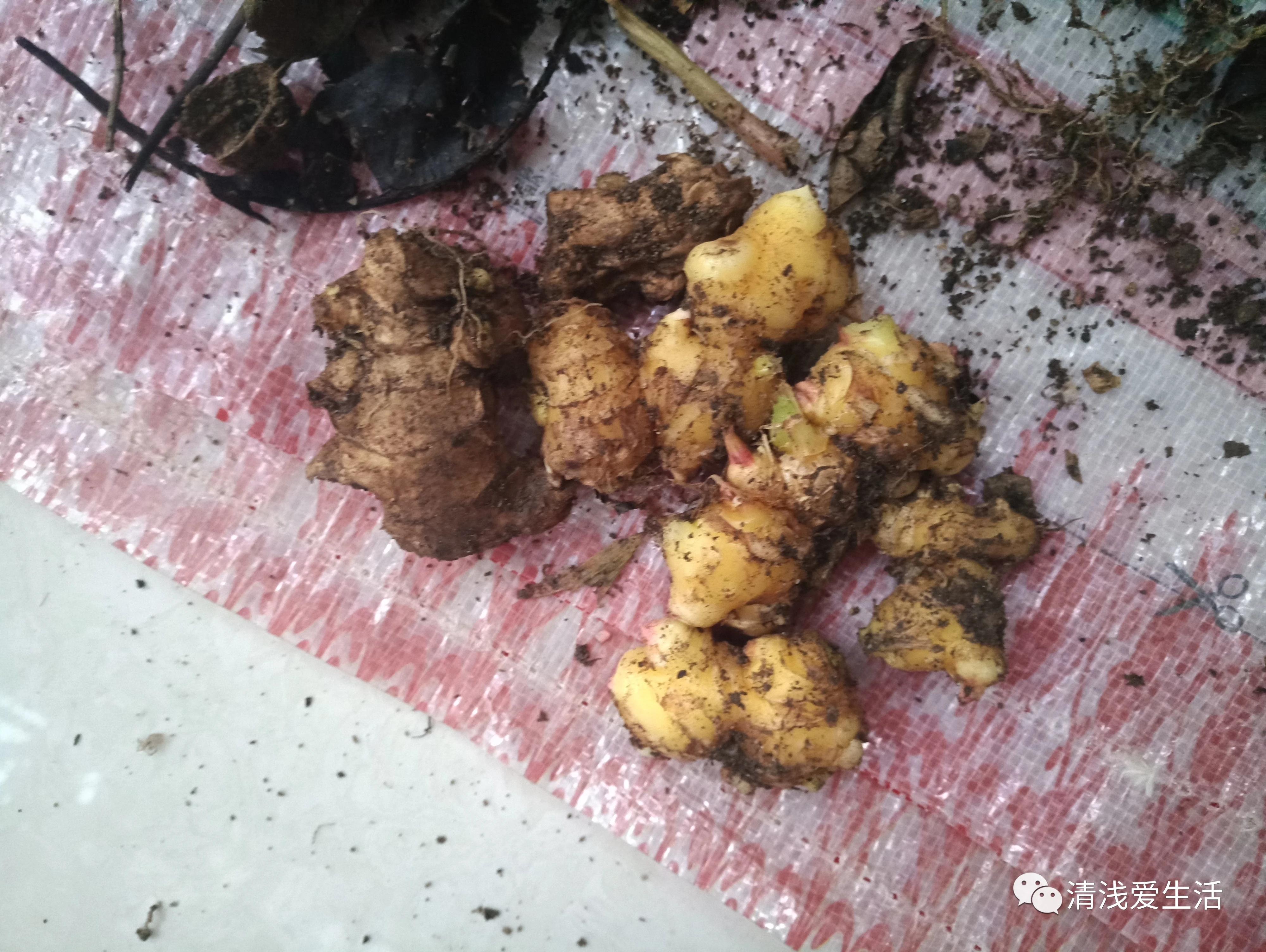 阳台种植生姜的最佳时间,家庭阳台种植生姜的方法与时间