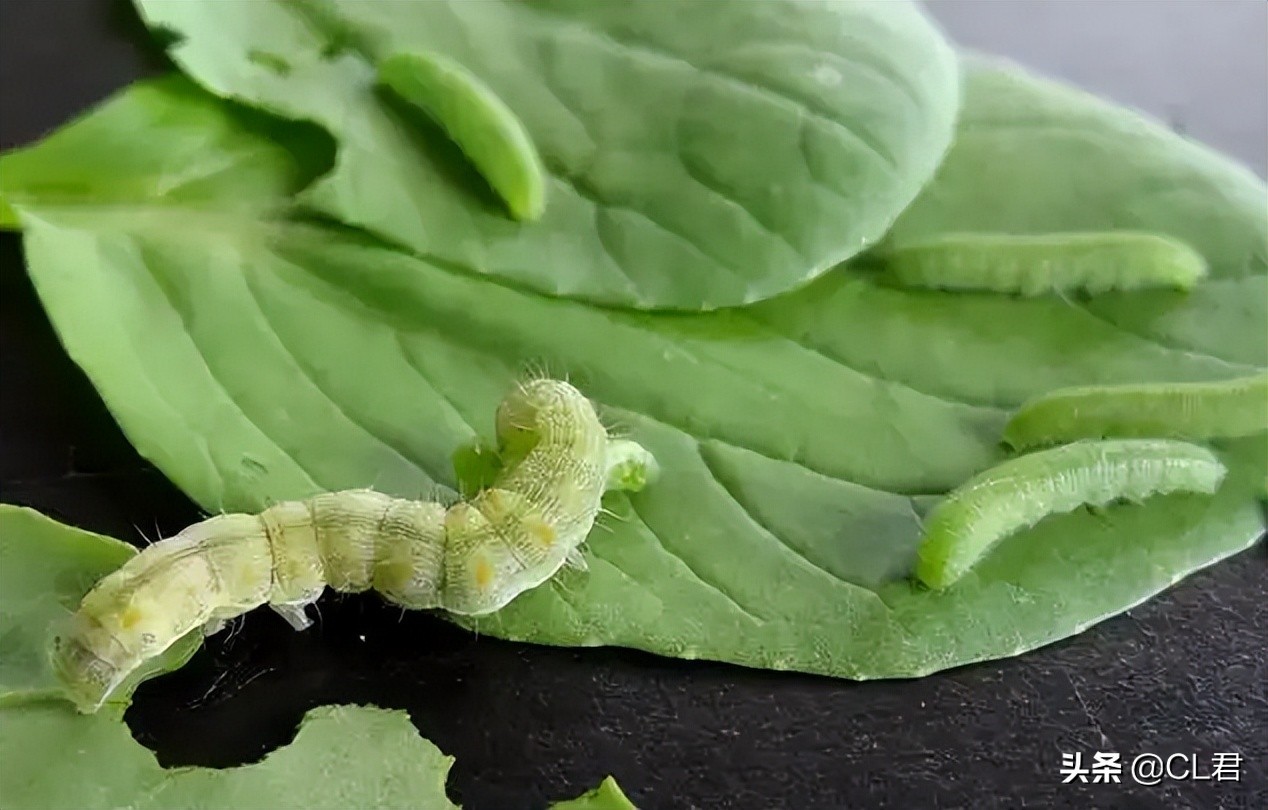 阳台种菜菜青虫打什么药,种菜有小虫子有什么办法解决
