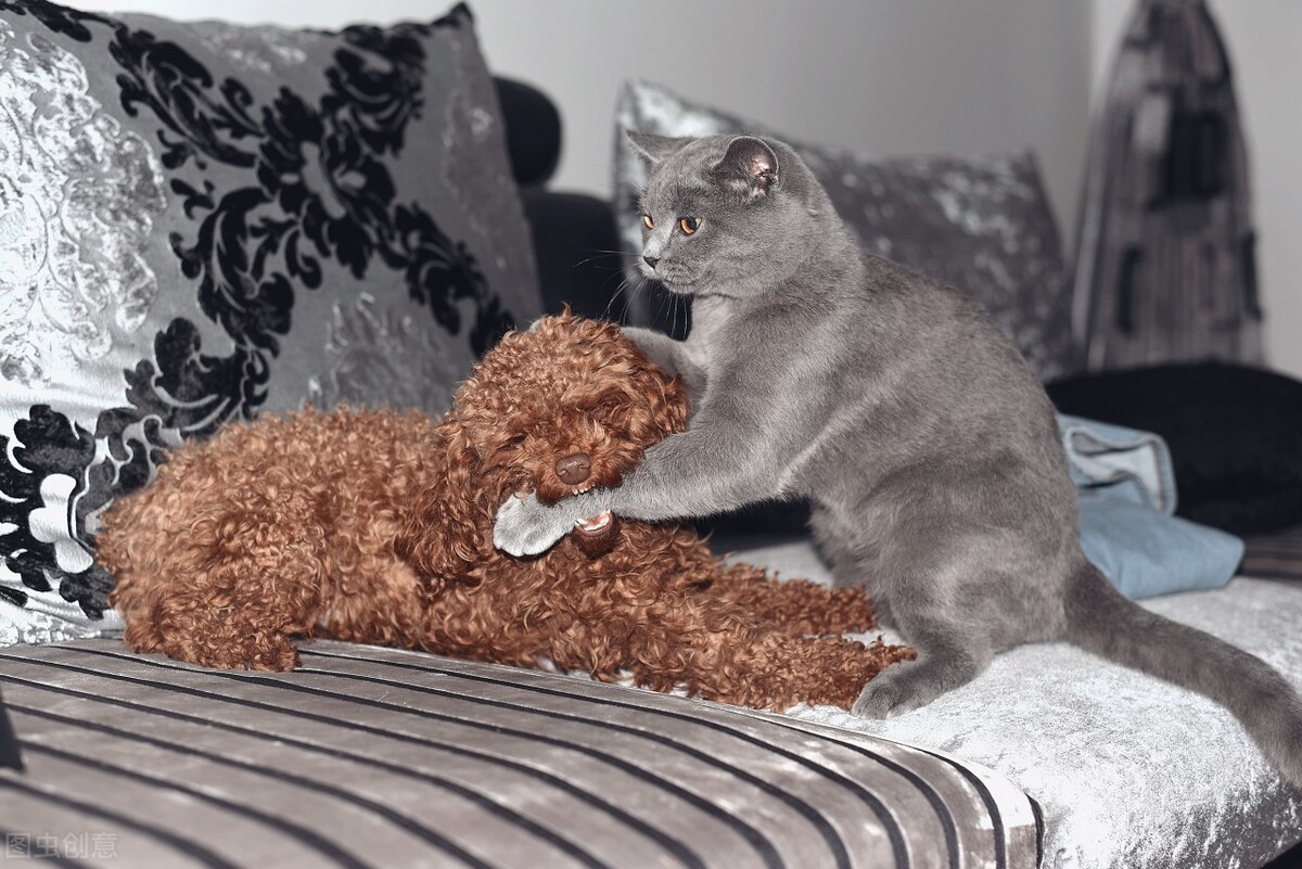 家里猫狗见面就打咋办,如何防止家里猫狗打架