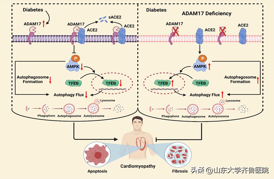 山东大学齐鲁医院心血管实验室基础研究取得系列重大进展