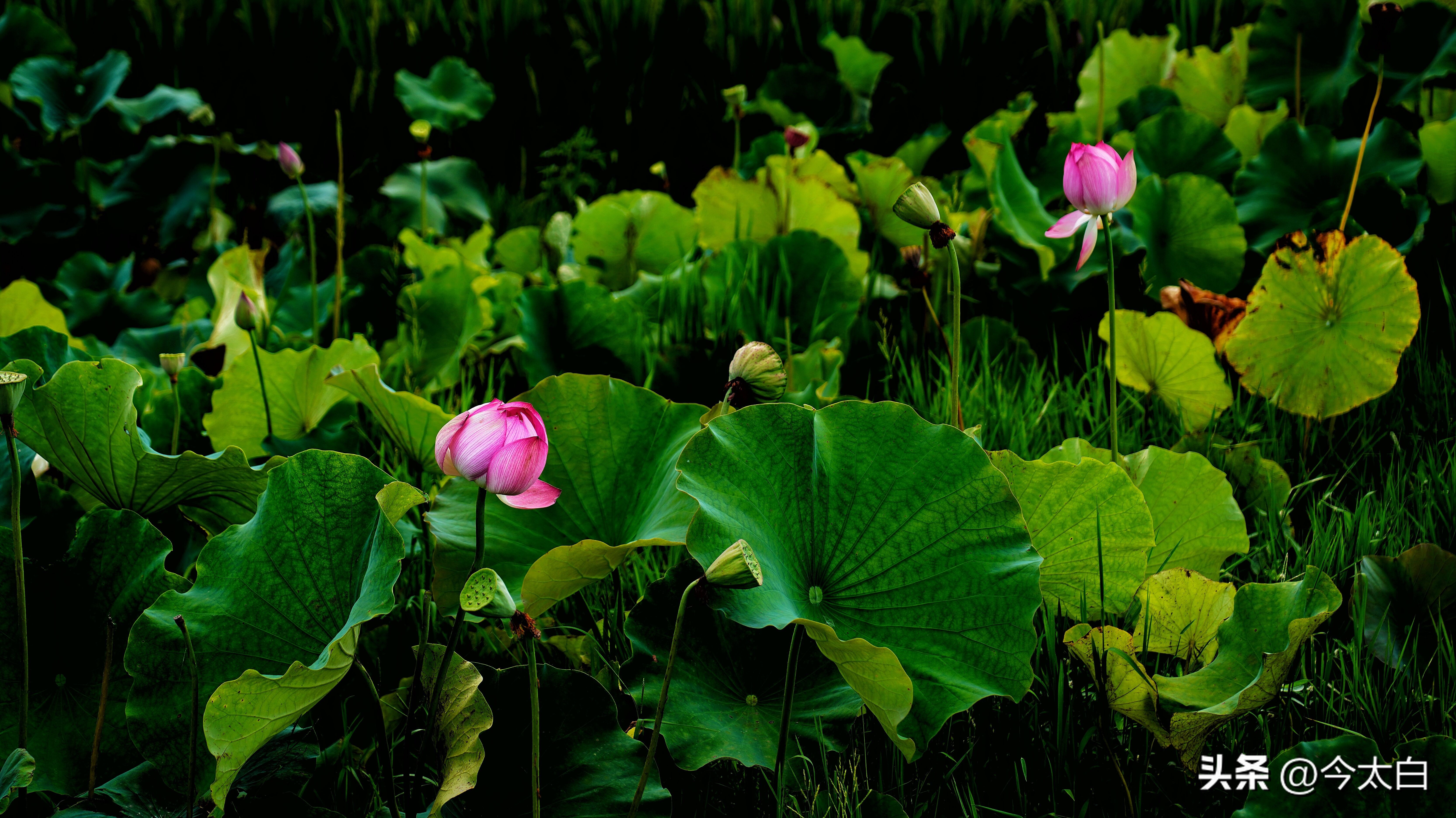 比黄果树瀑布还高8米,比黄果树还高6倍的瀑布