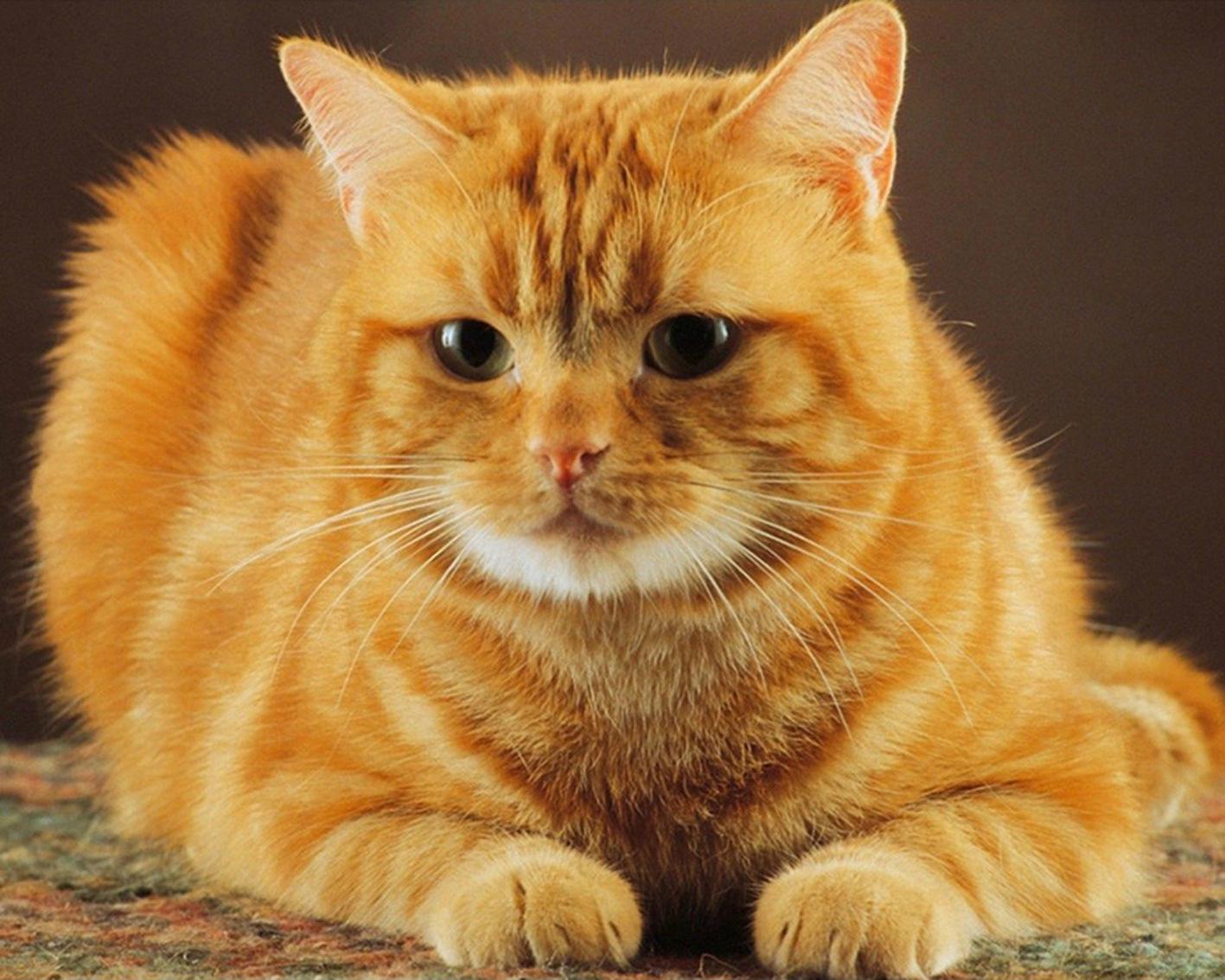 猫咪有这些行为证明你养猫很成功,有特征的猫咪