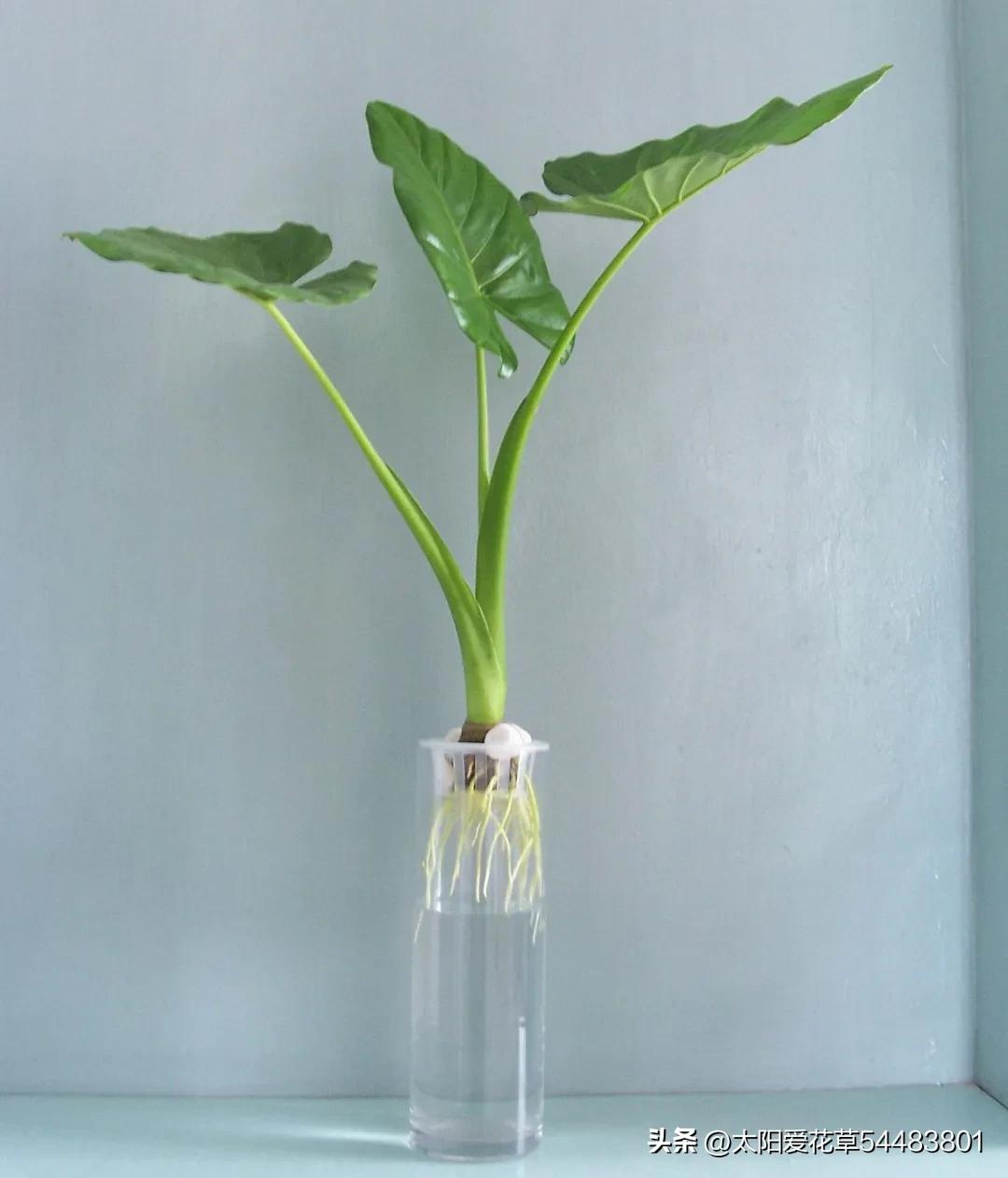 室内不宜养的十种毒花及图片,这四种家养的花有毒别当回事