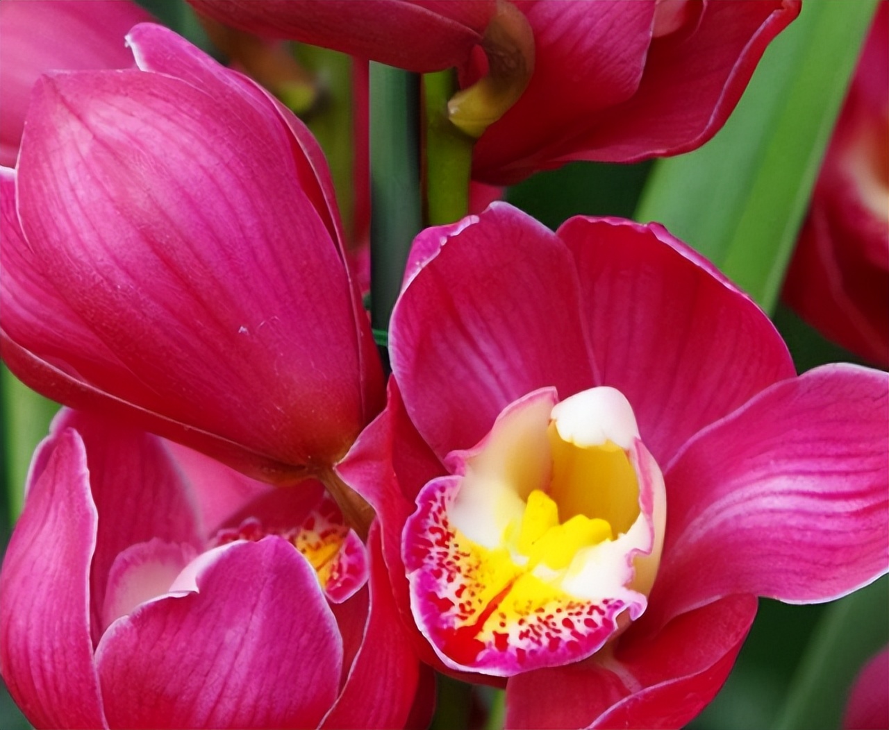 此兰正值盛花期,什么兰既好养开花又香