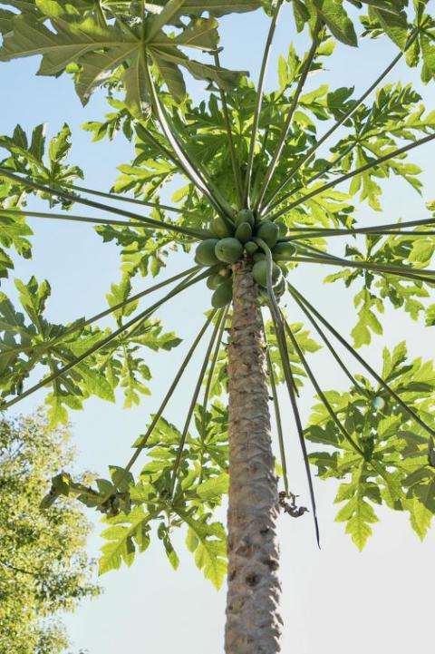坪山金龟生态艺术小镇,坪山全域自然博物步道