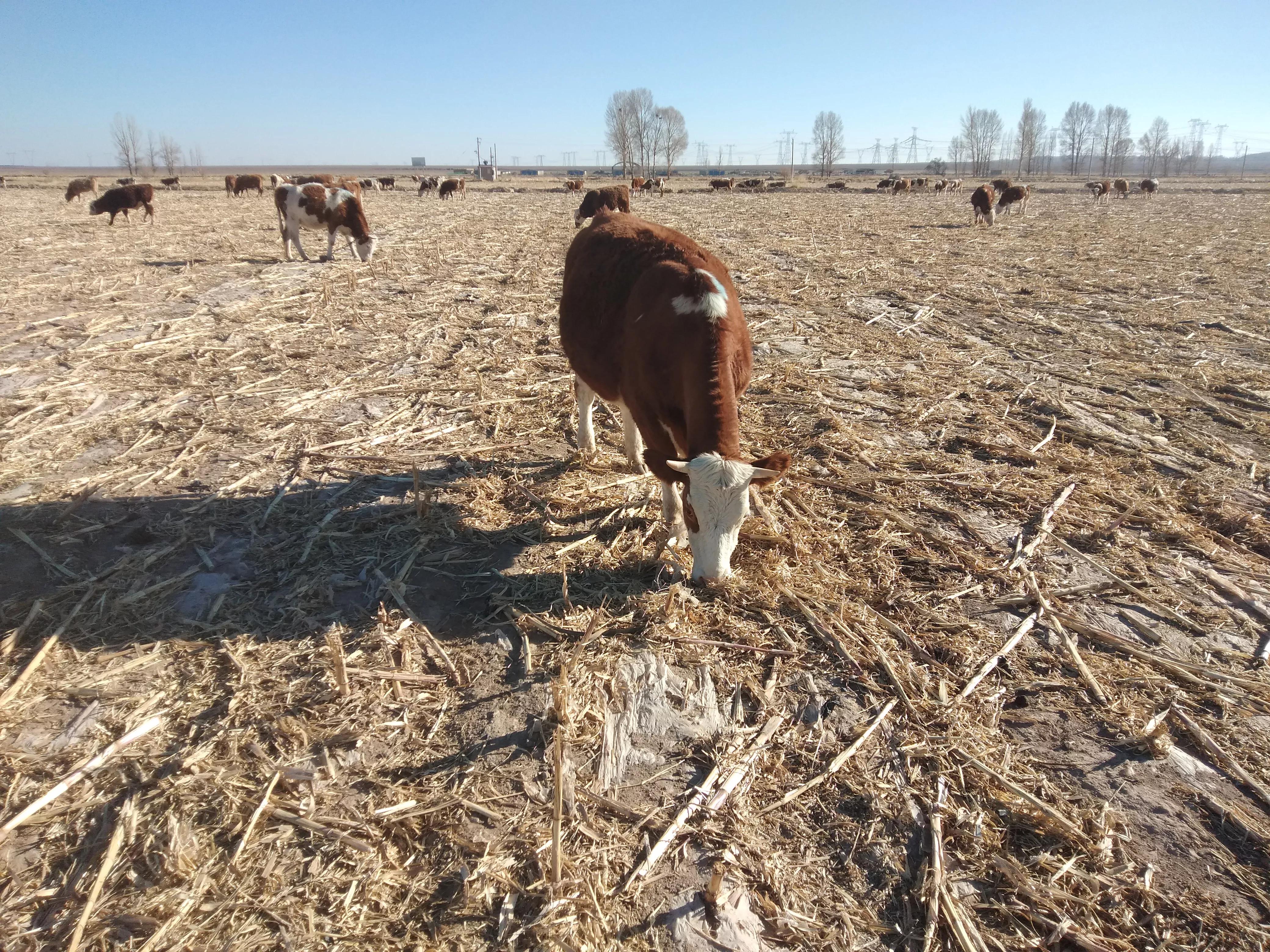 养牛未来10年前景分析,未来5年养牛方法