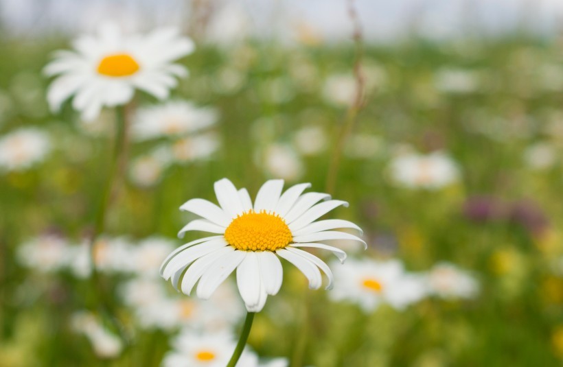 可以跟狮子座白头到老的三大星座,狮子座有几天能找到自己的爱情