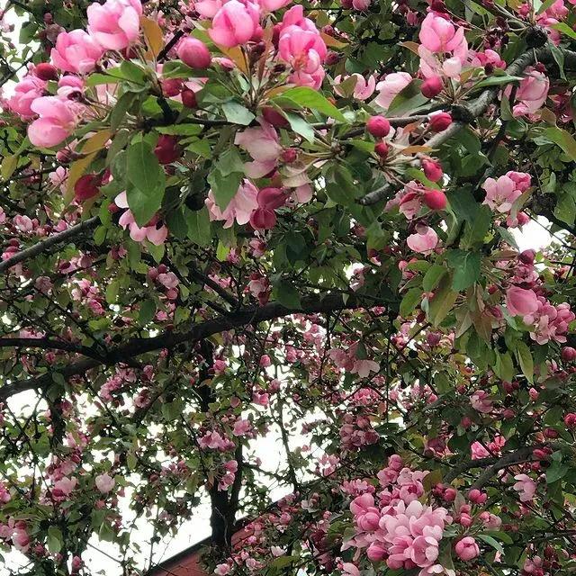 十大名花花卉,国画花卉图片大全
