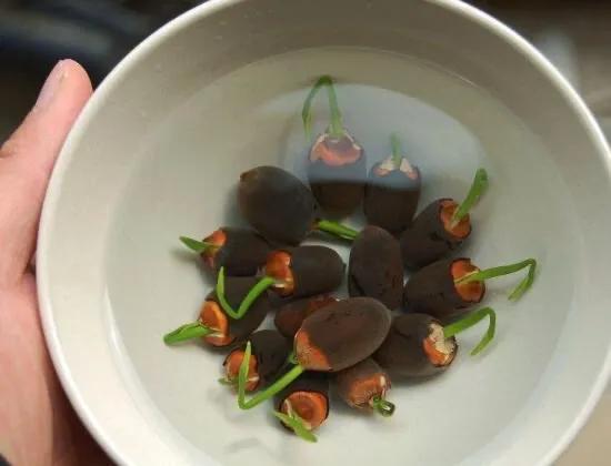 碗莲种藕种植方法,碗莲睡莲种植方法