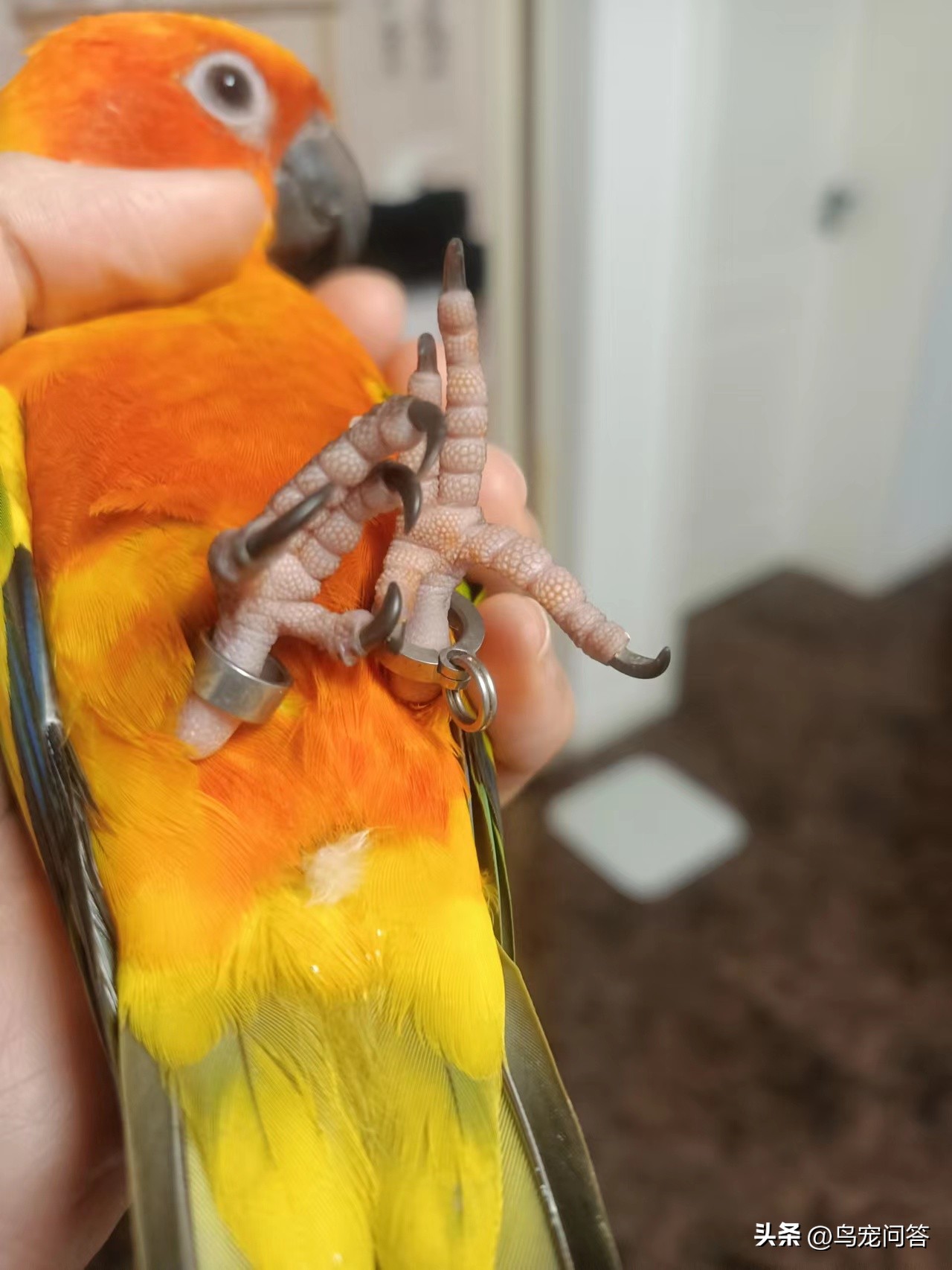 金太阳鹦鹉突然大量喝水,鹦鹉突然有呕吐动作