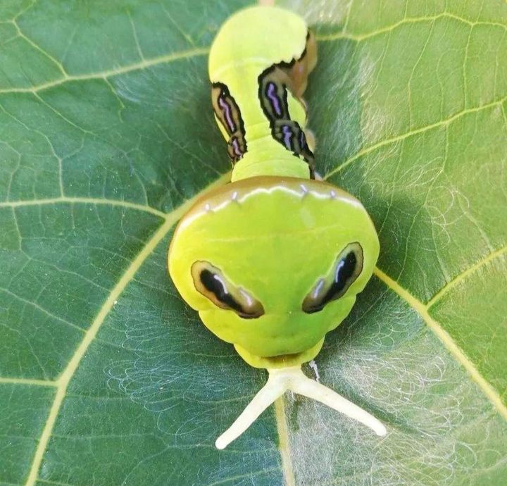 长得跟千足虫很像的虫子,长得很像蜈蚣的虫子图片