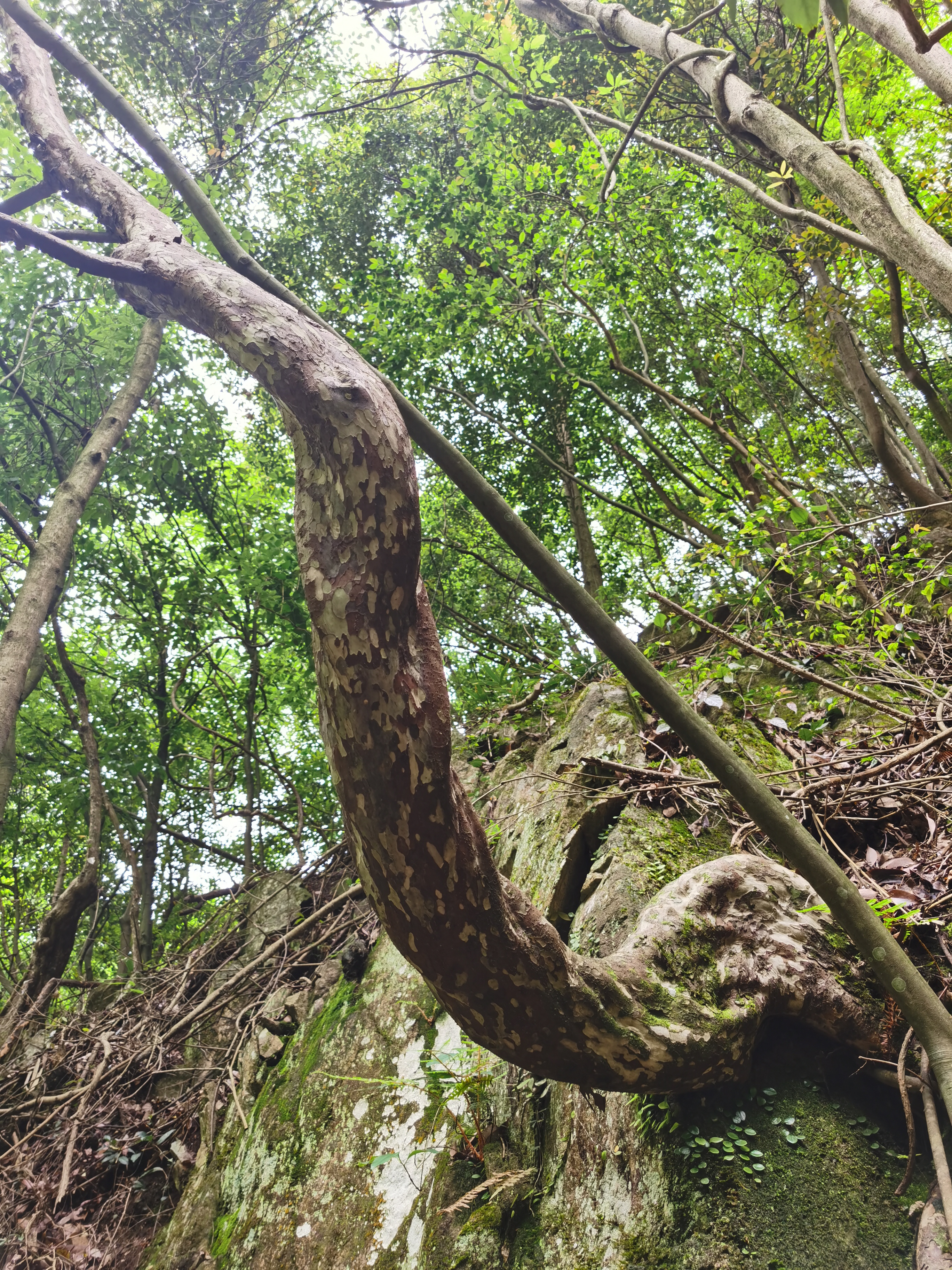 夏季嬉水好去处，初探临安蝴蝶谷